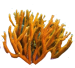 neoncoral logo